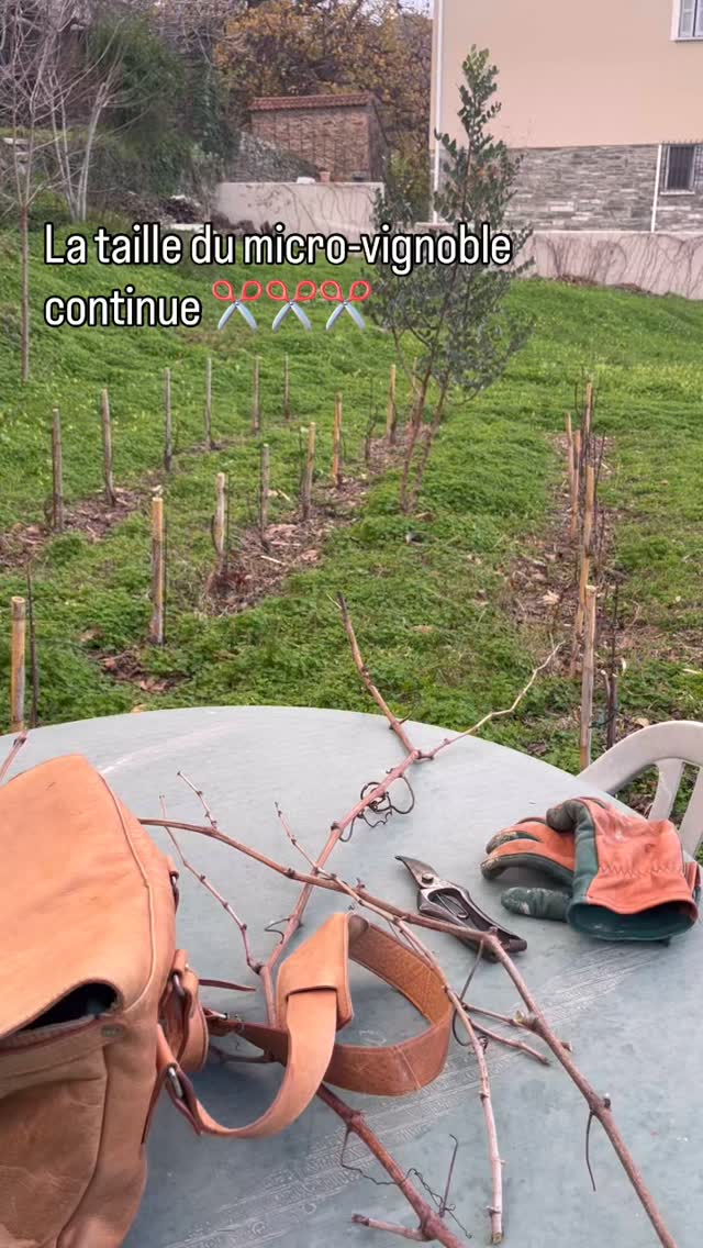 J’ai planté 100 pieds de vigne (cépage Nielluccio et Vermentinu) dans notre jardin en hiver 2024. L’été 2025, de belles grappes sont apparues (surtout le Vermentinu). 2026 devrait être une belle année ☺️